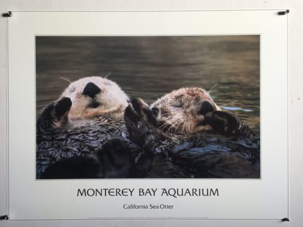 A16   California Sea Otter