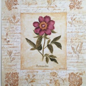 F27   Paeonia Mas Fiore