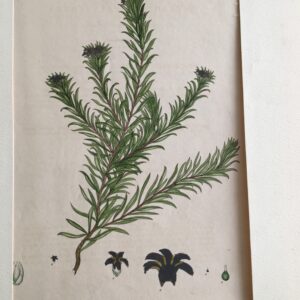 F44  Styphelia Parvisflora