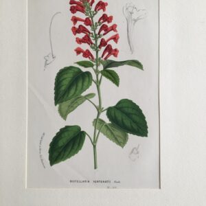 F45   Scutellaria Ventenatii