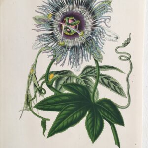 F46   Passiflora Filamentosa