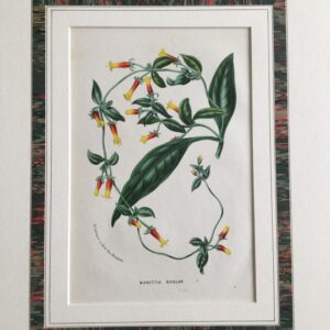 F47   Manettia Bicolor