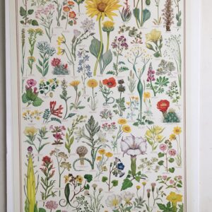 F48   Wildflowers of the Desert