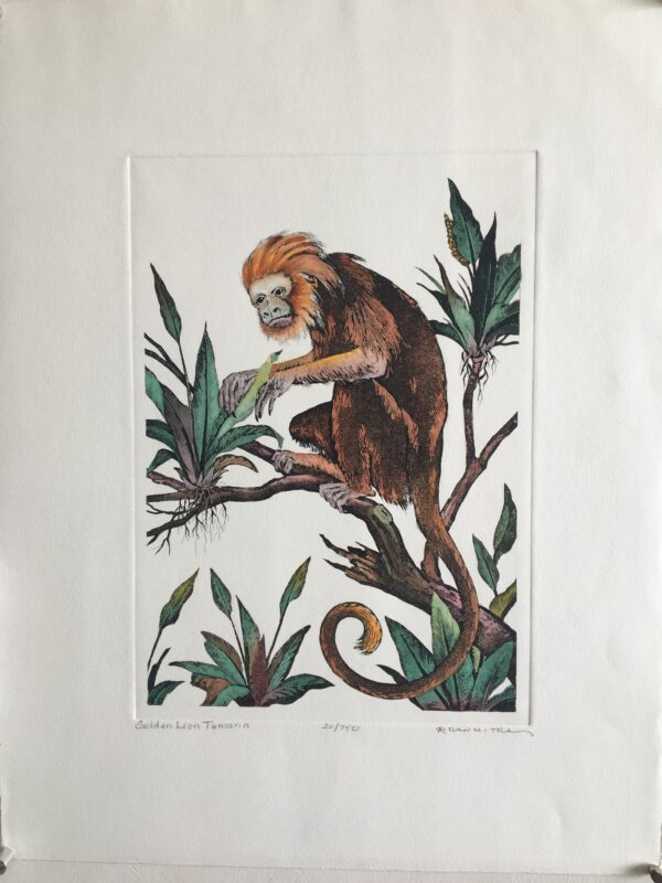 S17   Dan Mitra, Golden Lion Tamarin, 20/750