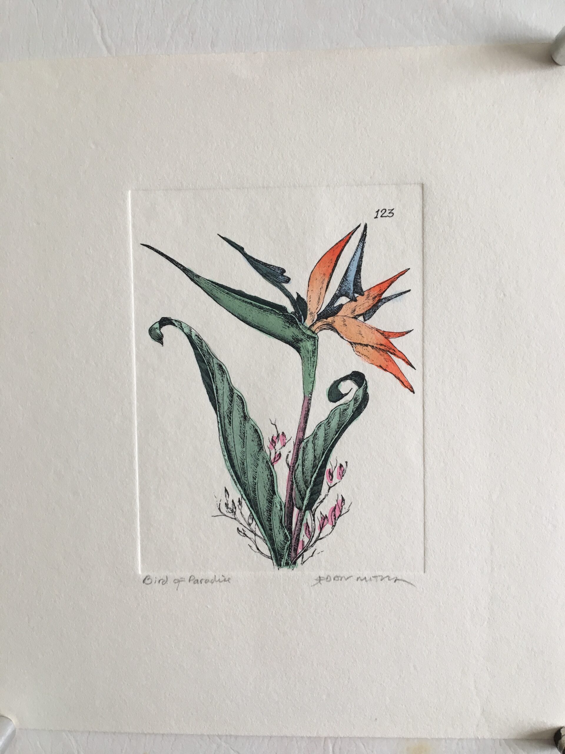 s26-dan-mitra-bird-of-paradise-cheap-posters